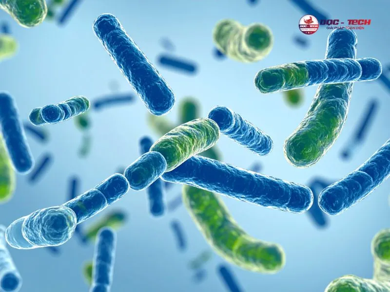 Mật độ vi khuẩn cần kiểm soát tốt
